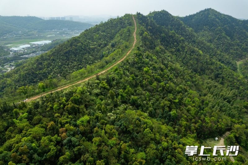 林相改造后，象鼻窝省级森林公园林海郁郁葱葱、层次分明。均为通讯员 胡翔 供图