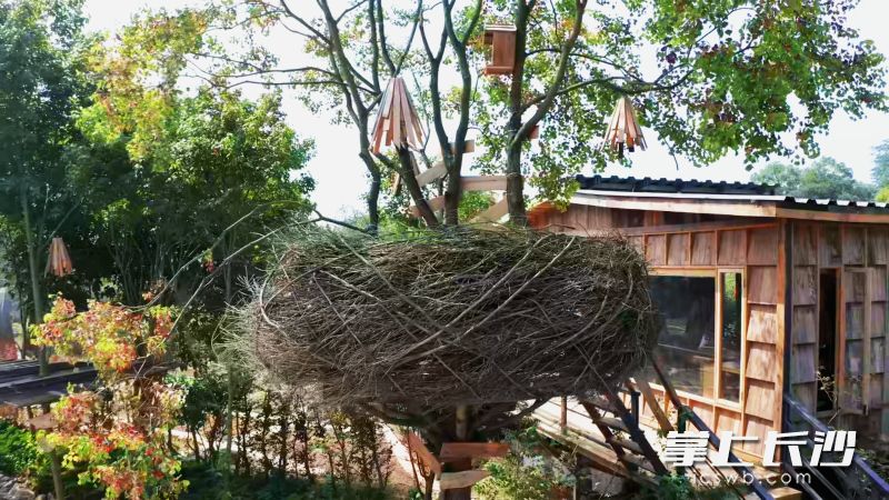 就连建造房屋余下的树枝废料，也没有被随意丢弃。匠人把枯枝拼接搭建，造出一个直径三米的巨型鸟巢装置。