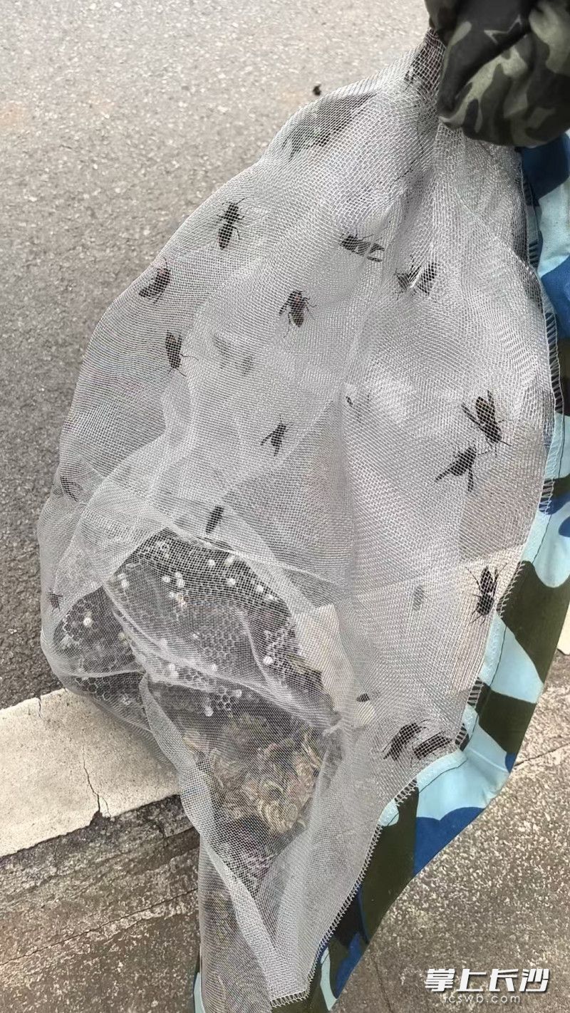 “战利品”。