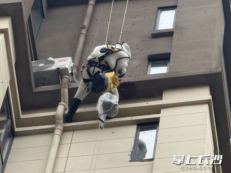“高空作业”摘除马蜂窝。