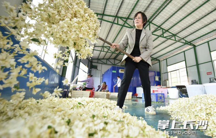 栀子花基地里，村民正在加工新鲜栀子花。资料图片