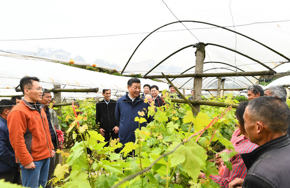4月25日上午,习近平总书记在桂林市全州县才湾镇毛竹山村,走进葡萄种植园,同农技人员和村民亲切交流。新华社记者 谢环驰 摄 4月25日上午,习近平总书记在桂林市全州县才湾镇毛竹山村,走进葡萄种植园,同农技人员和村民亲切交流。新华社记者 谢环驰 摄