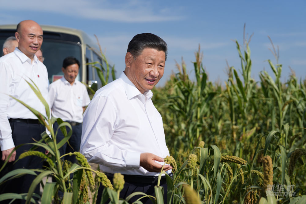 △2021年9月13日至14日，习近平在陕西省榆林市考察。这是13日下午，习近平在米脂县银州街道高西沟村临时下车，察看粮食作物长势。
