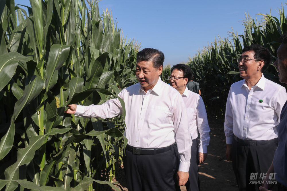 △2020年7月22日至24日，习近平在吉林省考察。这是7月22日下午，在四平市梨树县国家百万亩绿色食品原料（玉米）标准化生产基地核心示范区地块，习近平走进玉米地，察看玉米长势。