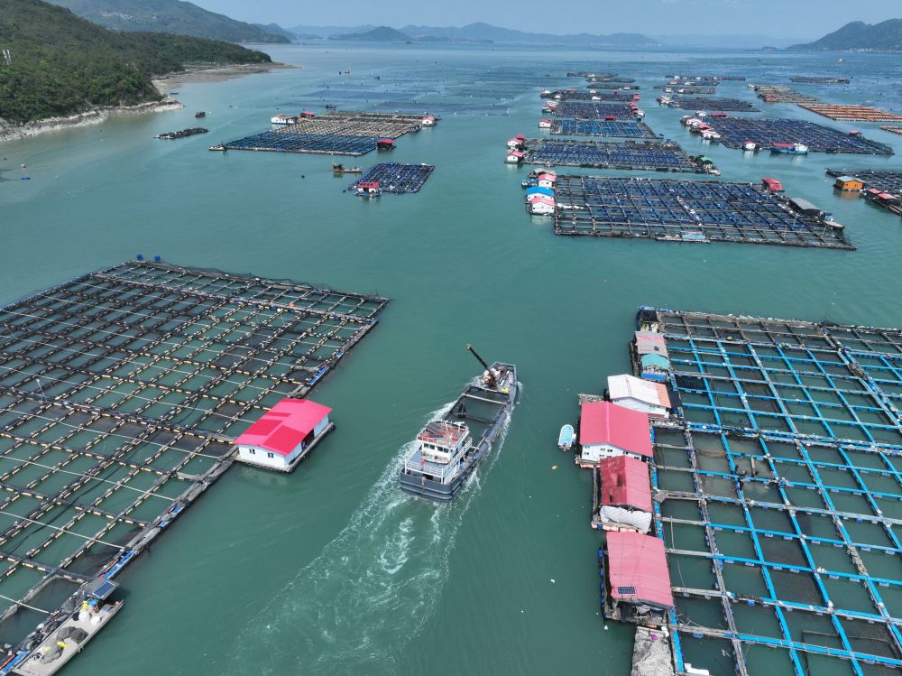 一艘装载240万尾大黄鱼鱼苗的活水船，从福建宁德三都澳海域出发，驶向霞浦县下浒镇海上养殖区（2026年4月25日摄，无人机照片）。新华社记者 姜克红 摄