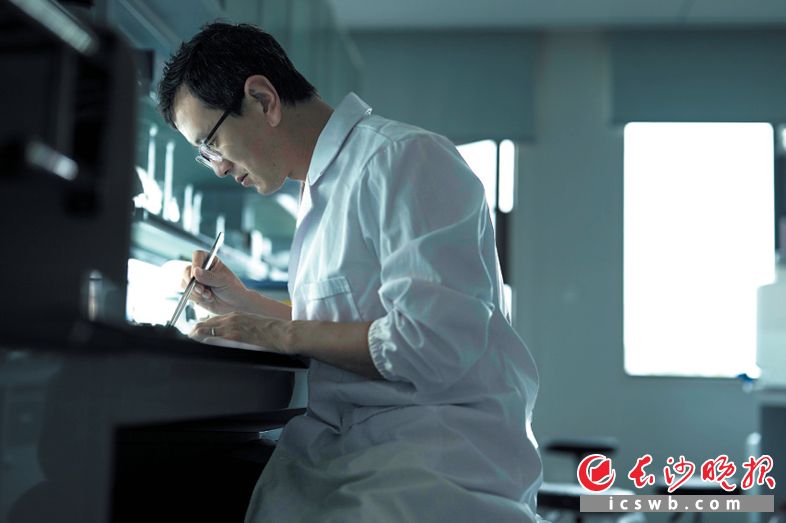 刘志全在解剖镜下观察红菜薹种质材料。