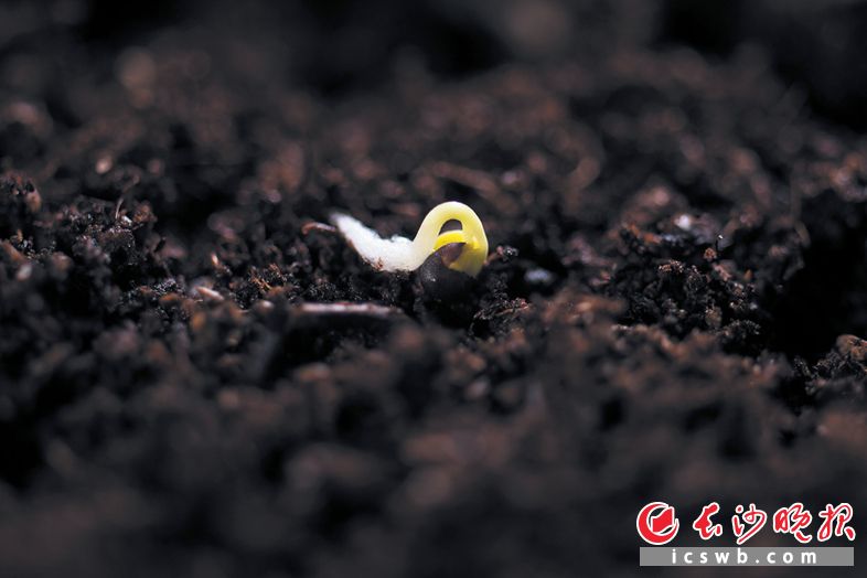 湖南省蔬菜研究所实验室，一粒红菜薹种子在培养土中刚刚发芽。