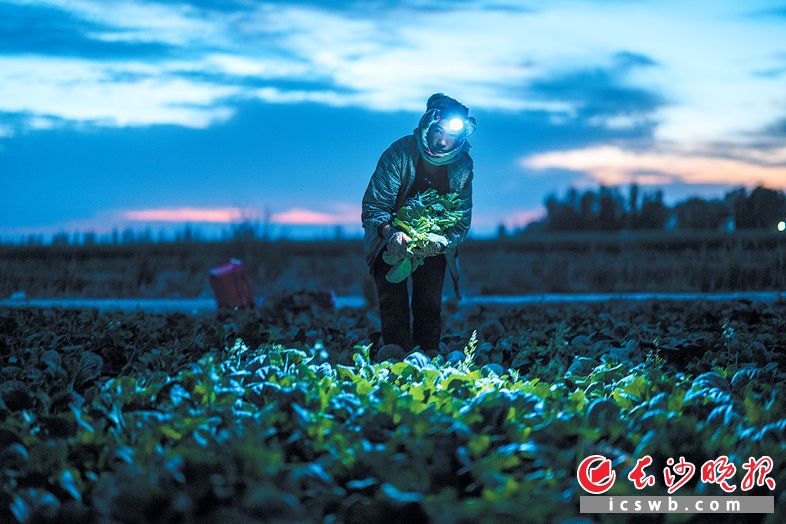 宁夏中卫，夜幕降临，一名菜农头戴矿灯站在菜田里，怀里抱着一捧刚采收的菜薹。