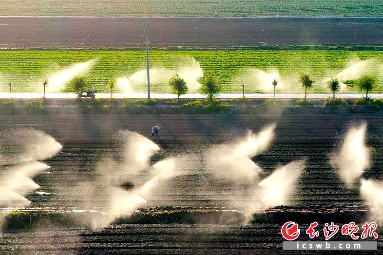 宁夏中卫和泰记蔬菜基地，无人机航拍视角下，数十组大型喷灌头在田块间同时作业。