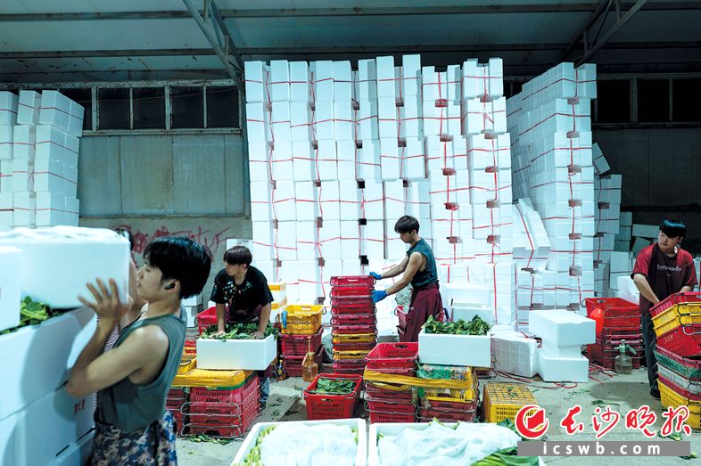 宁夏中卫东园菜场仓库内，几名年轻工人在分拣红菜薹。